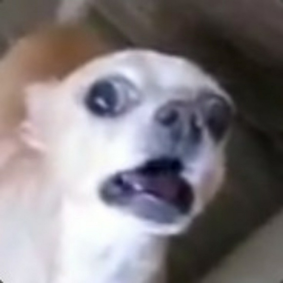 soggyboi